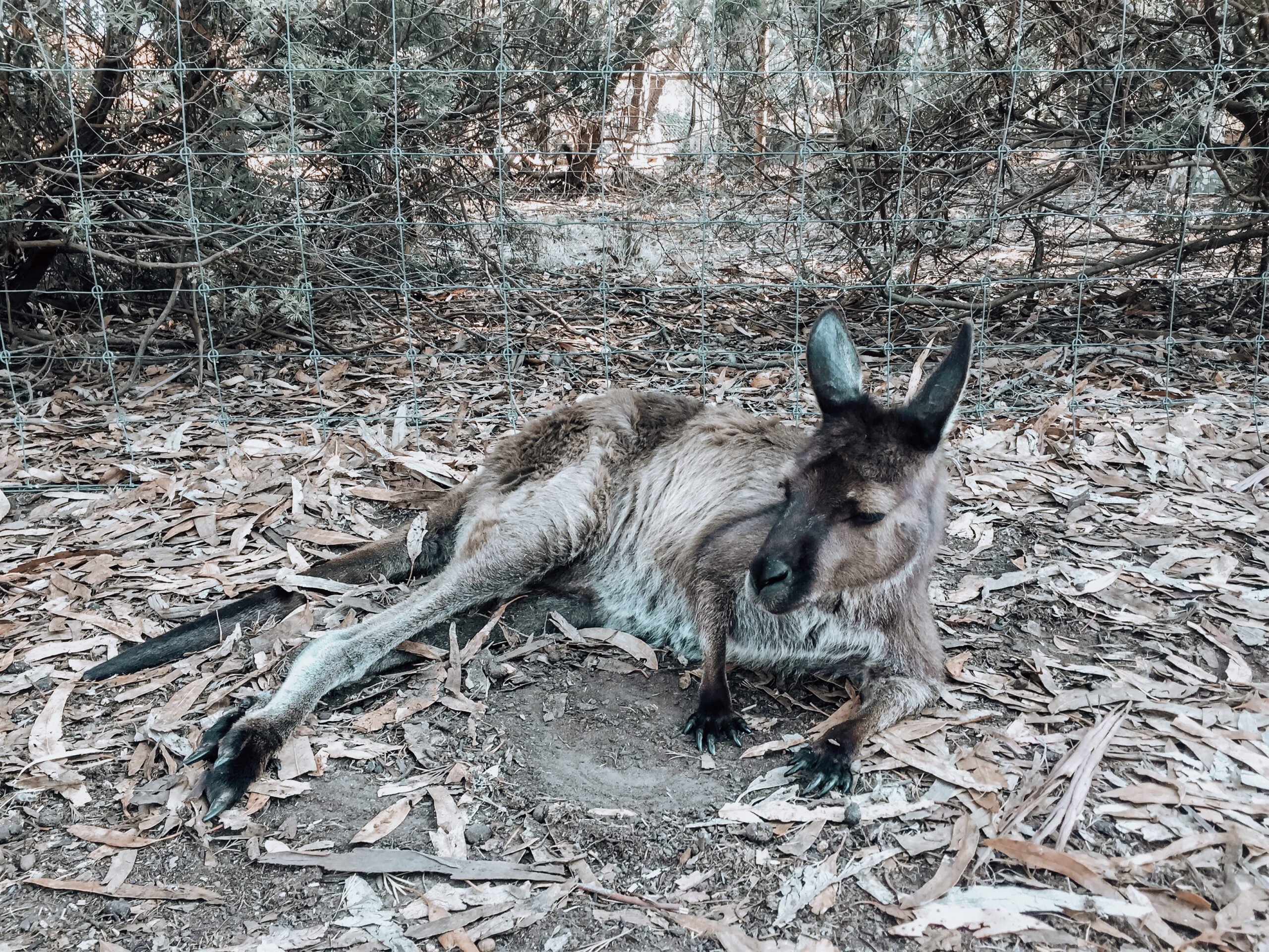 Exploring australia’s wildlife on Kangaroo Island – Australia Travel Diary