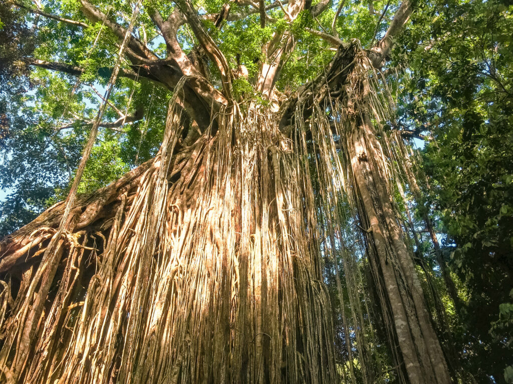 Rainforest in Cairns