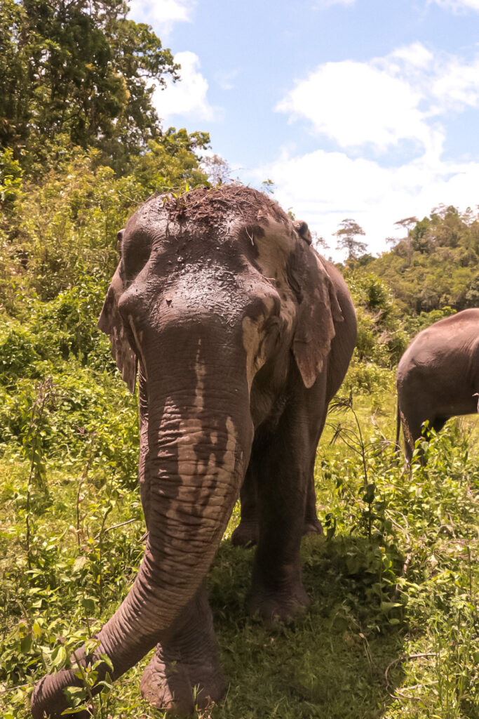 Elephant Sanctuary in Chiang Mai 