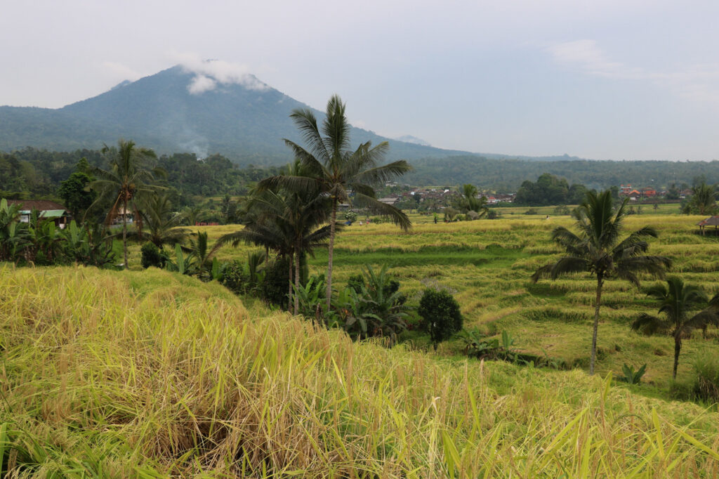 Rice Terraces in Bali