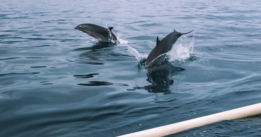 Dolphins in Lovina