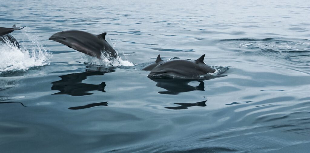 Dolphins in Lovina