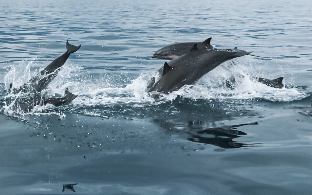 Dolphins in Lovina