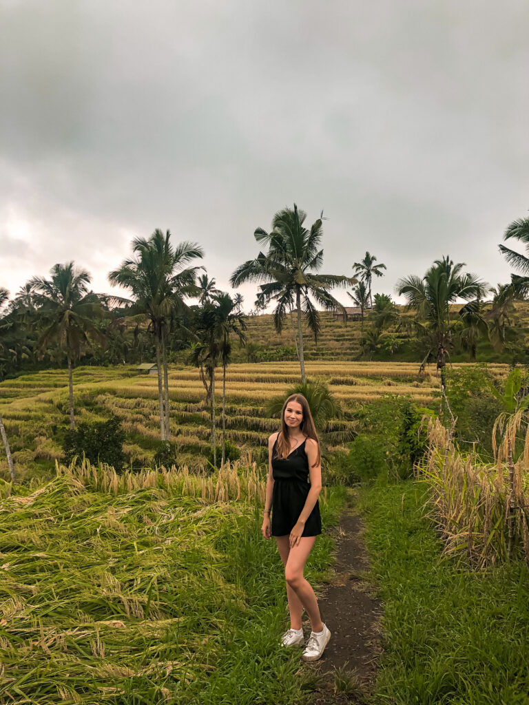 Rice Terraces in Bali