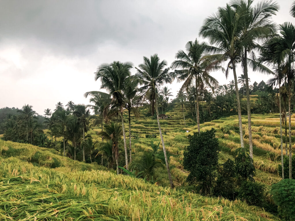 Rice Terraces in Bali