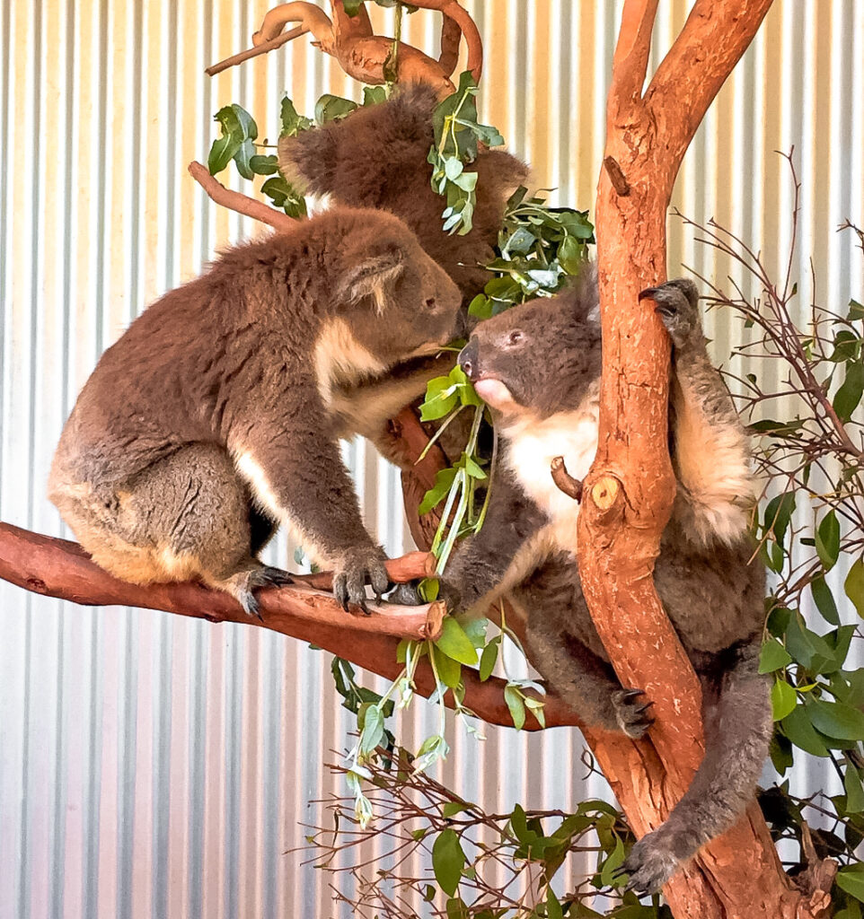 Koalas on Kangaroo Island