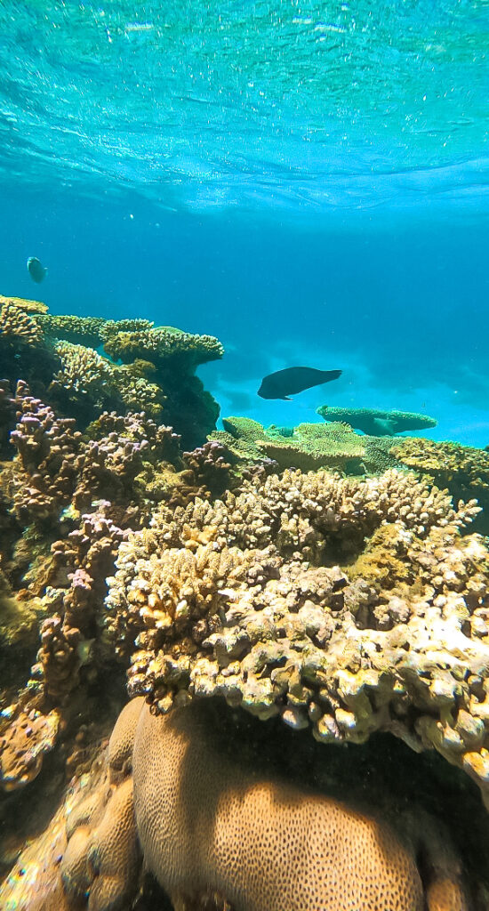 Ningaloo Reef in Coral Bay