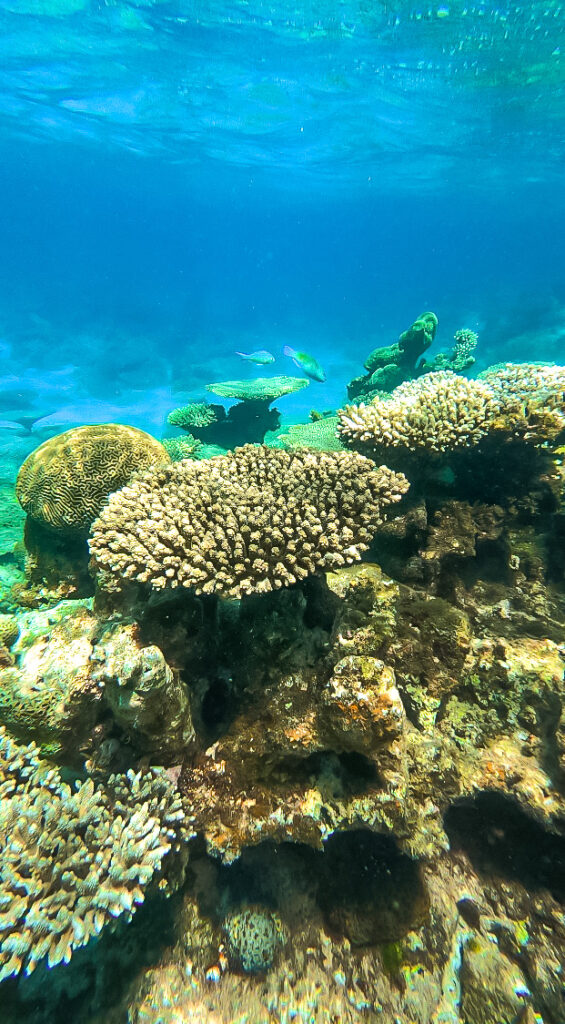 Ningaloo Reef in Coral Bay