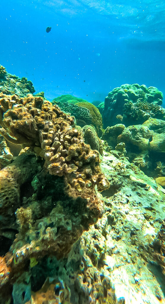 Ningaloo Reef in Coral Bay