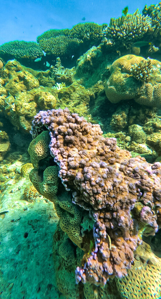 Ningaloo Reef in Coral Bay