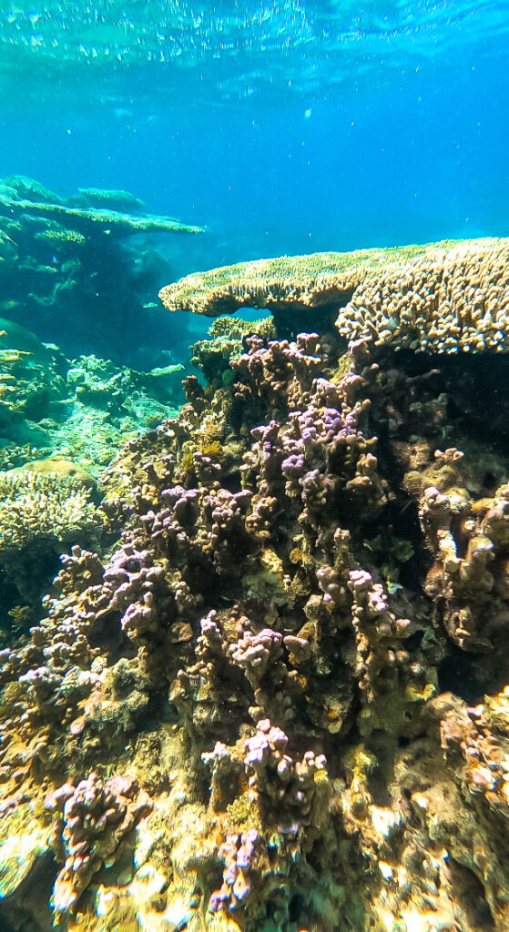 Ningaloo Reef in Coral Bay