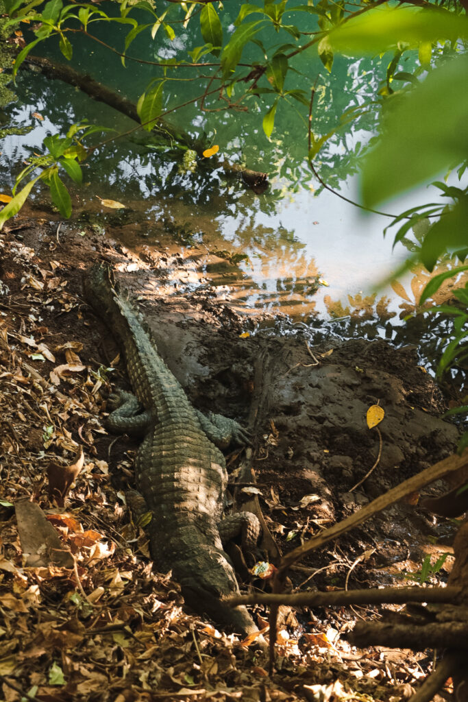 Crocodile in the Northern Territory