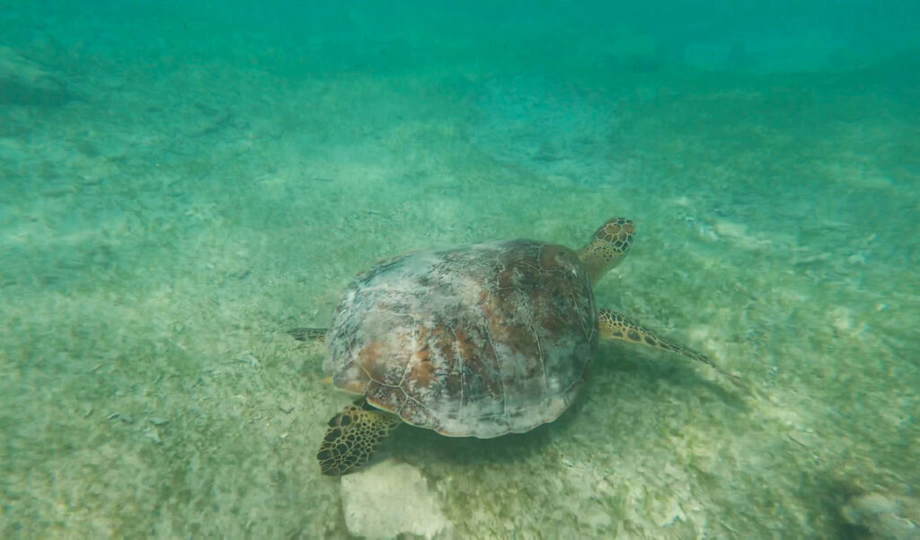 Sea turtle on Gili T