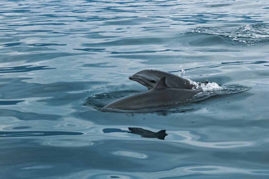 Dolphins in Lovina