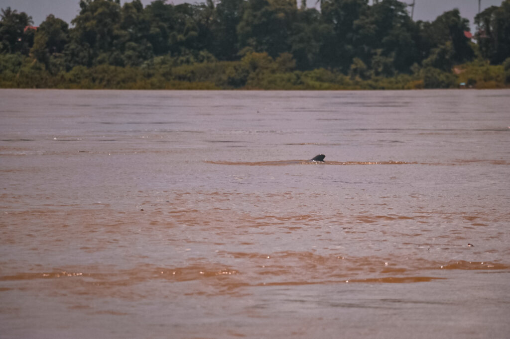 dolphins on the Mekong River near Kratie