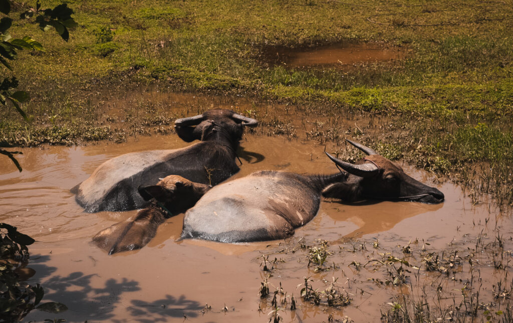Water buffalos in the water