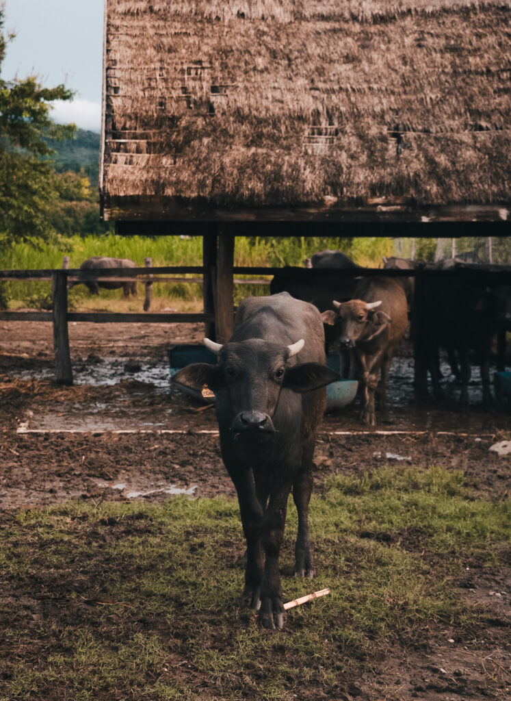 Buffallo Dairy in Luang Prabang 