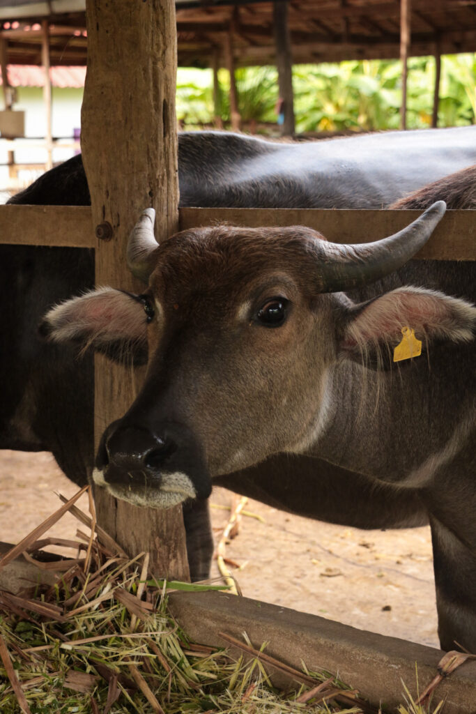 Buffalo Dairy in Laos