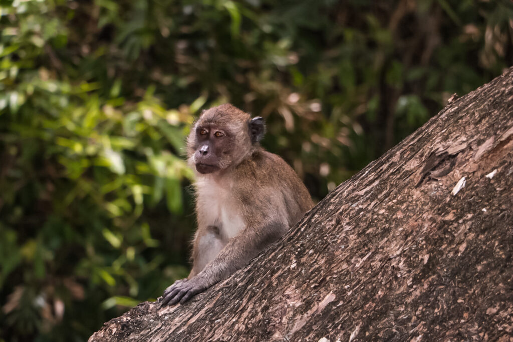 Monkeys at Monkey Beach