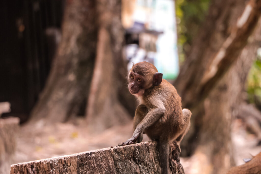 Monkeys at Monkey Beach