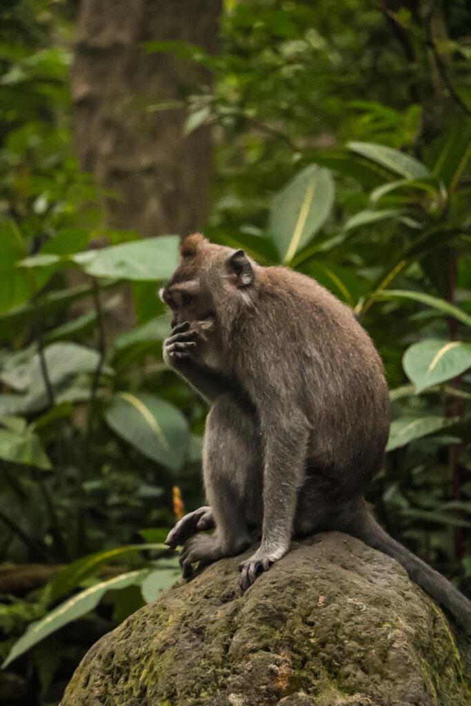 Monkey Trail in Krabi