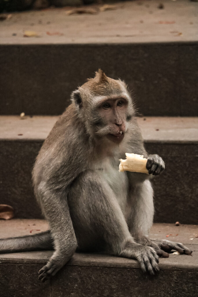 Monkey Trail in Krabi
