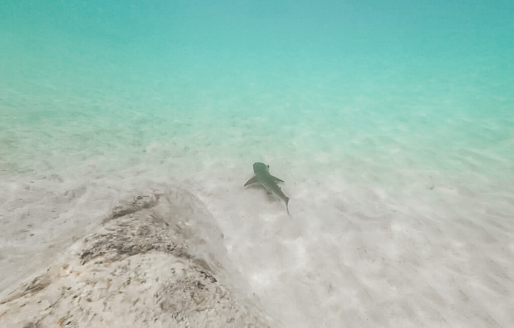 Shark at the island Koh Tao